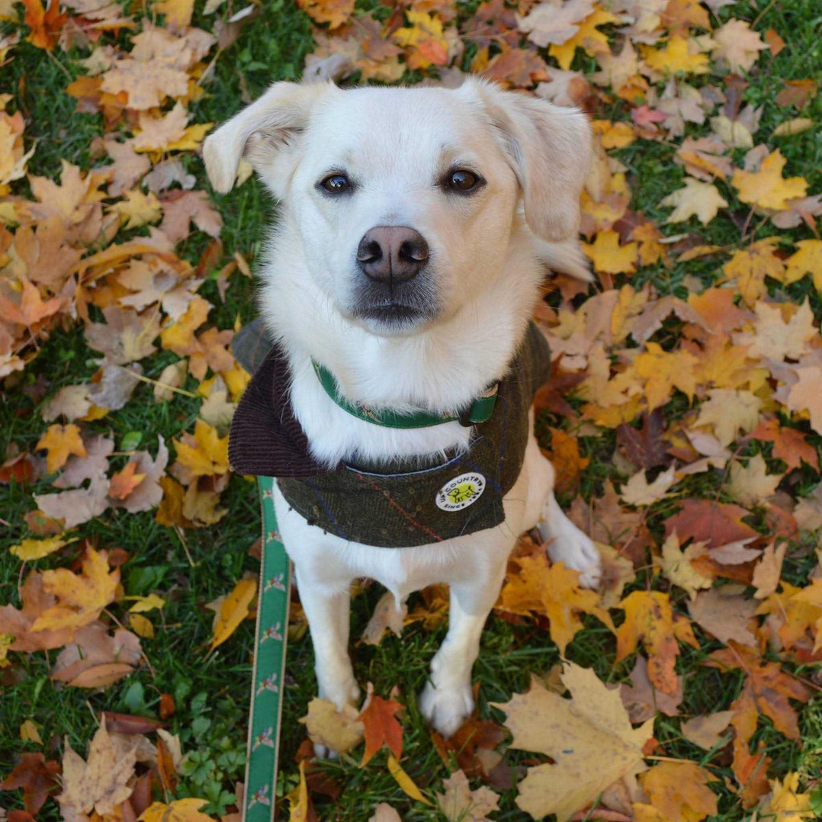 Dog Collar L838481
