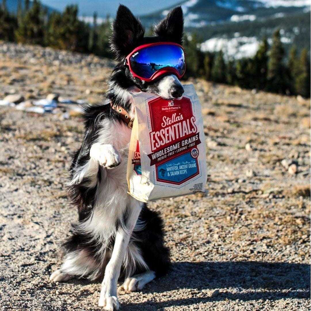 Dog Food W29509