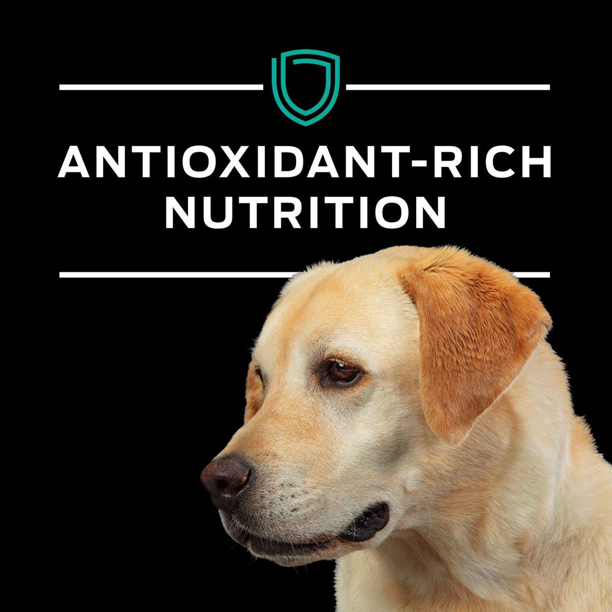 Gastroenteric Formula Dry Dog Food B77597