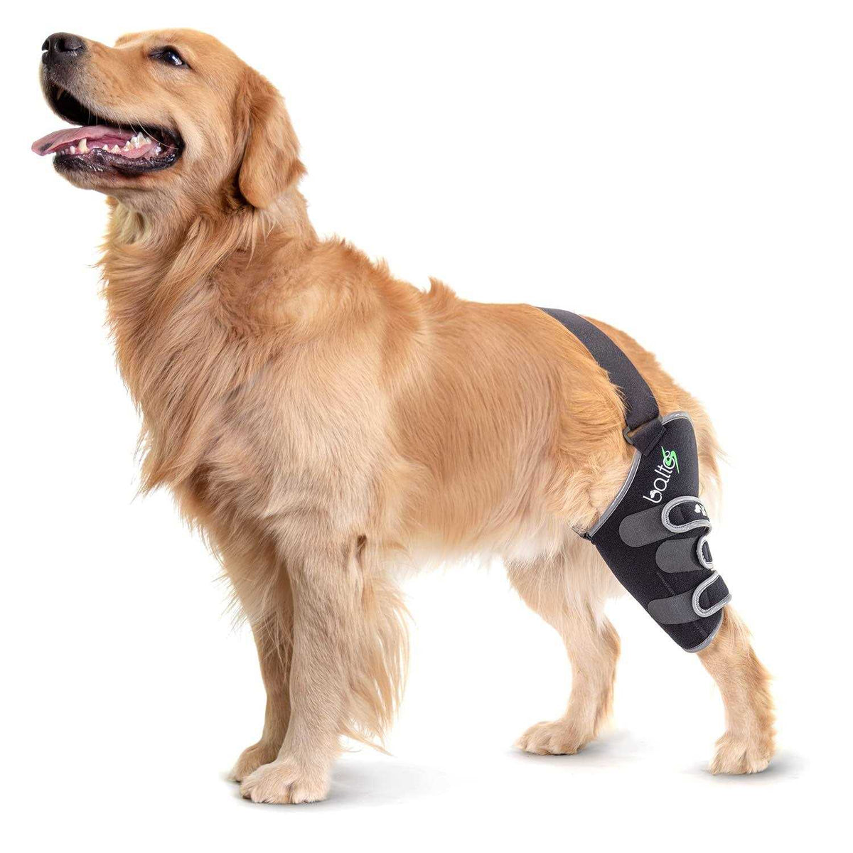 Knee Support for Dogs W152