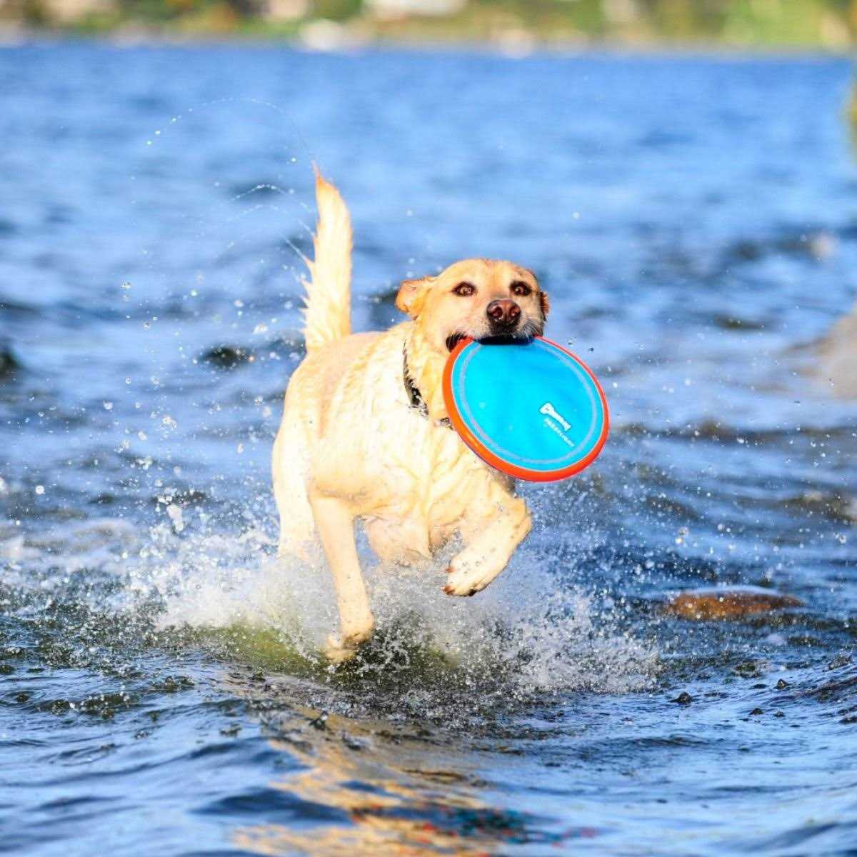Dog Toy K9454