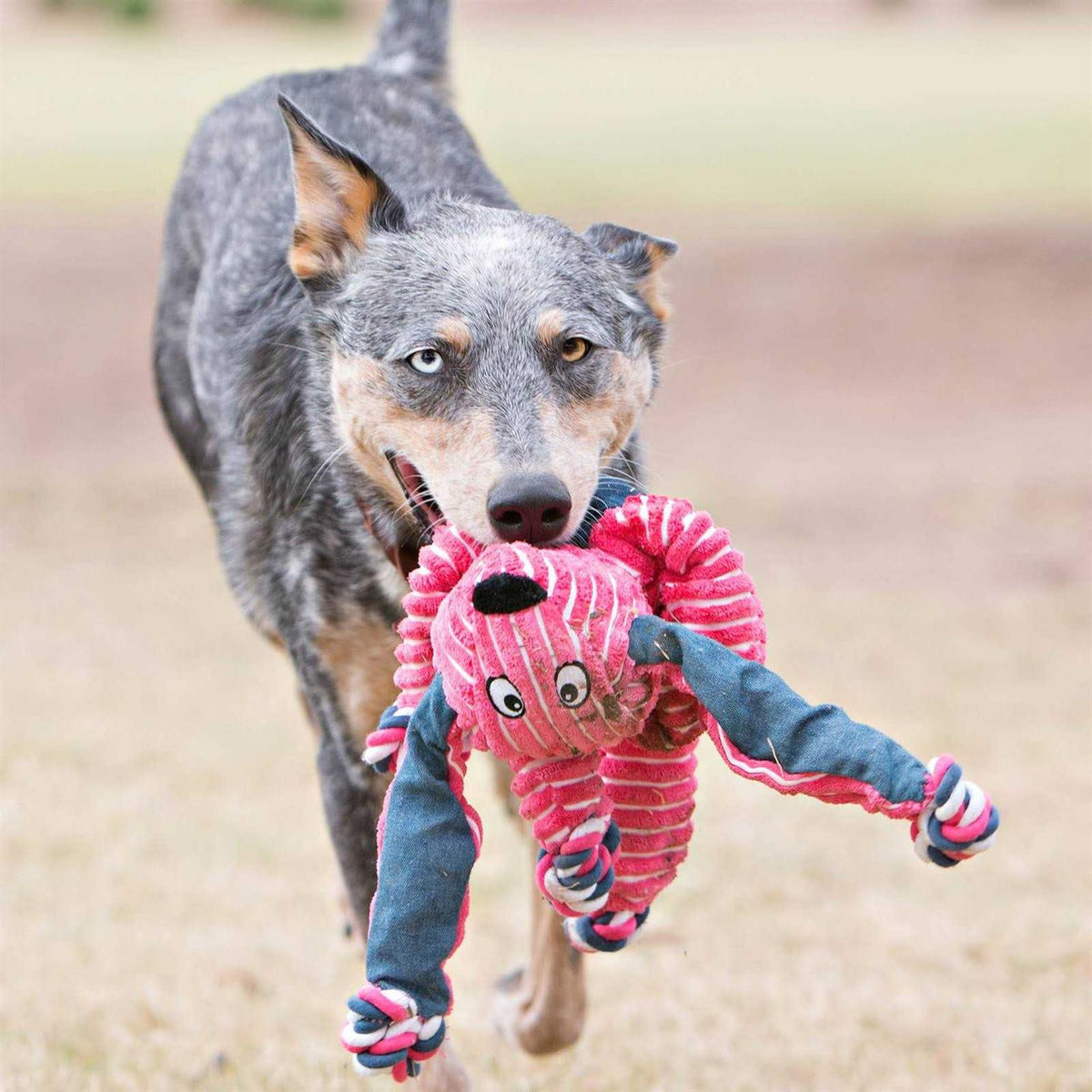 Knots Hippo Dog Toy L86044