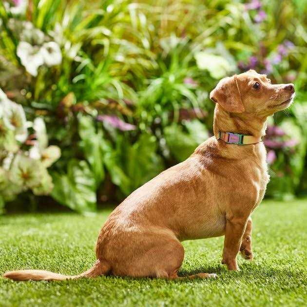 Ombre Style Dog Collar Q7886
