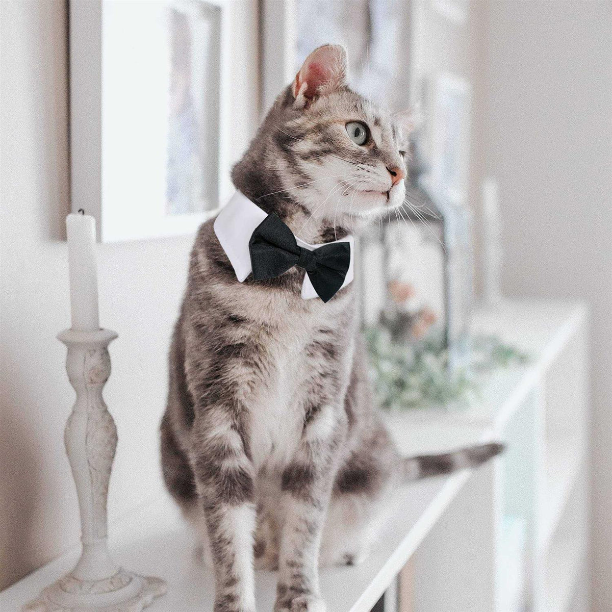 Dog Tuxedo Collar K4398