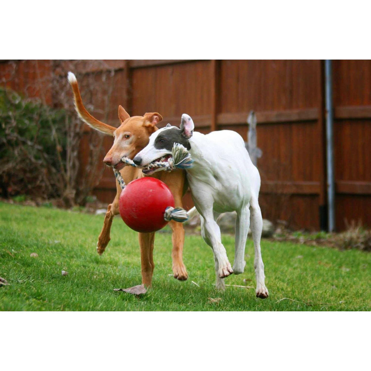 Jolly Pets Romp n Roll A198