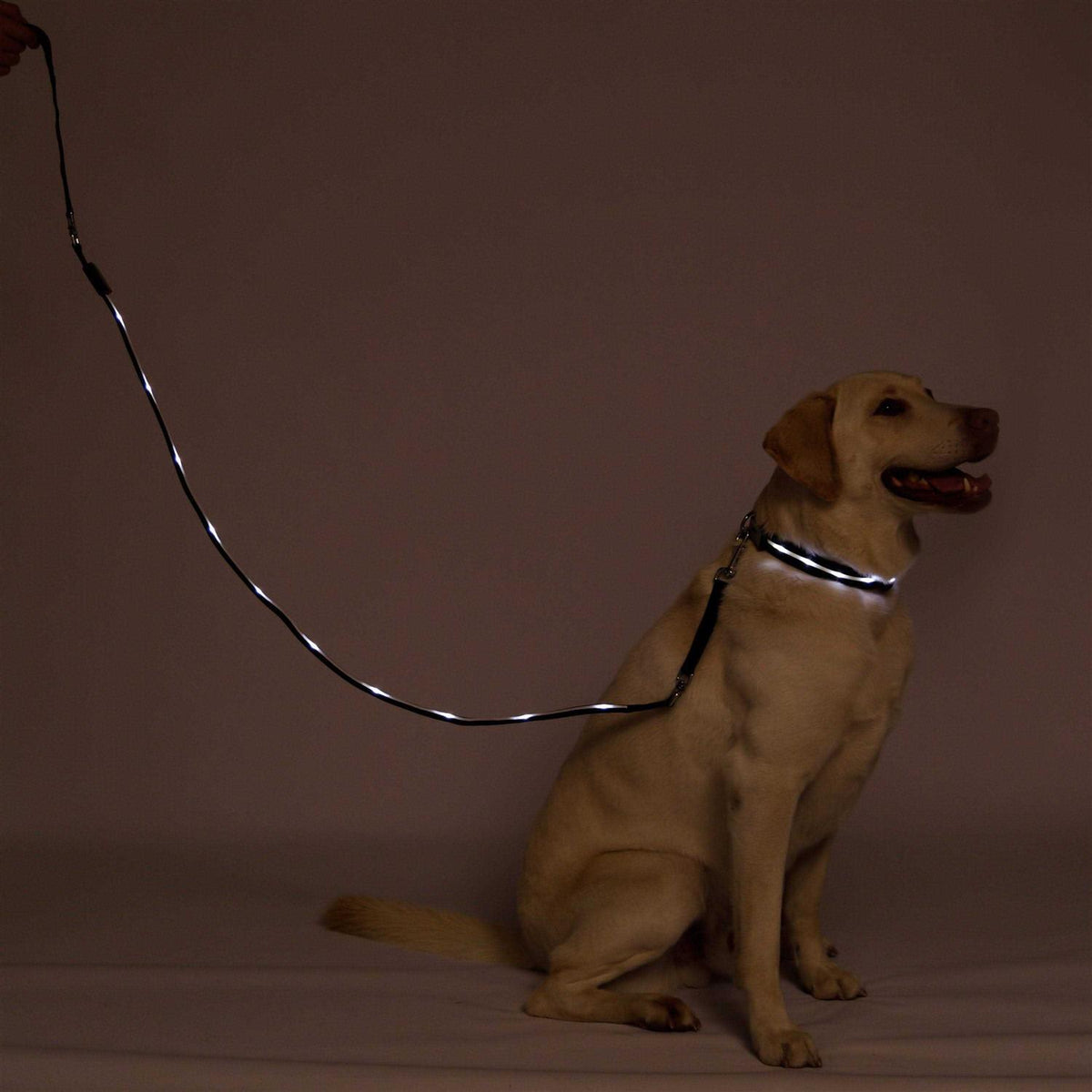 LED Dog Leash USB Rechargeable G51548