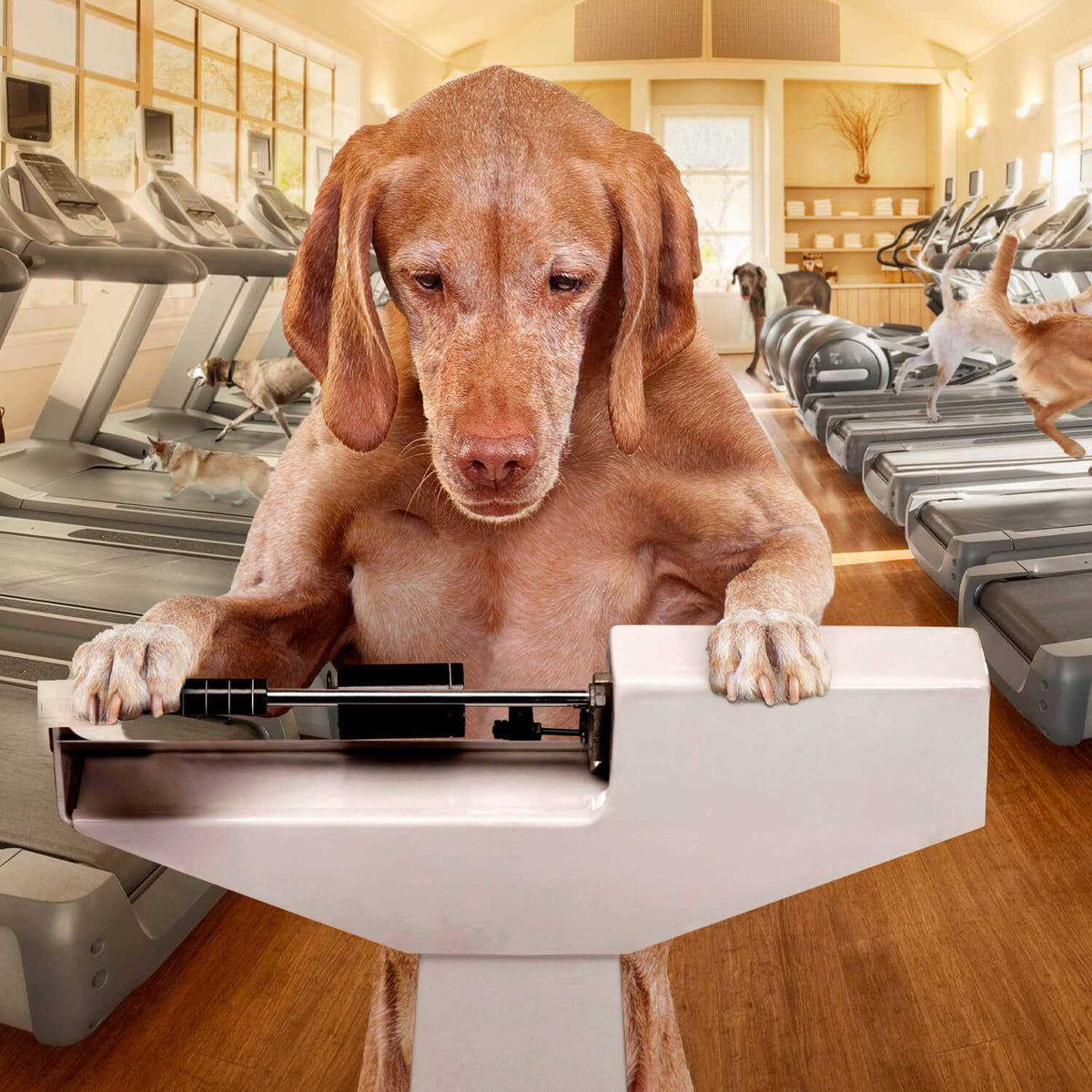 Dog Food Weight Management O90176
