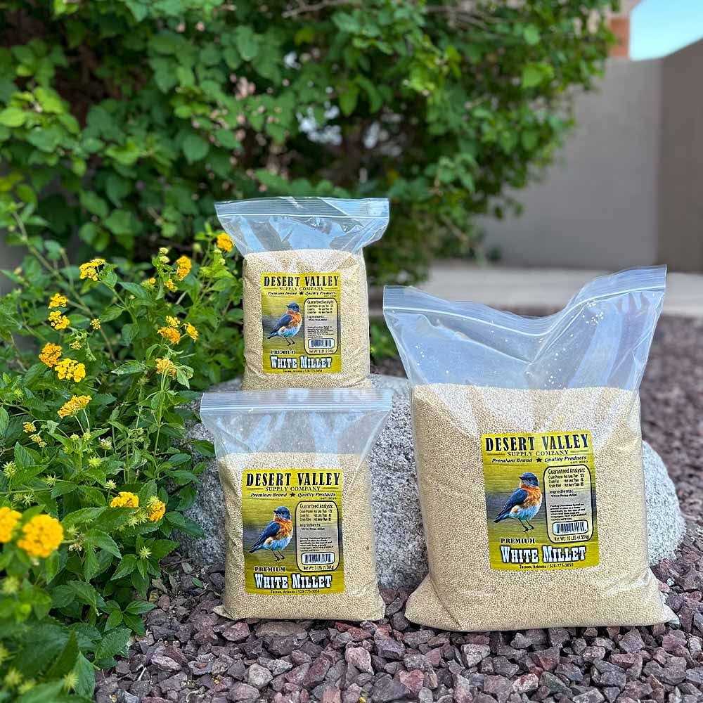 White Millet Proso Seeds H860