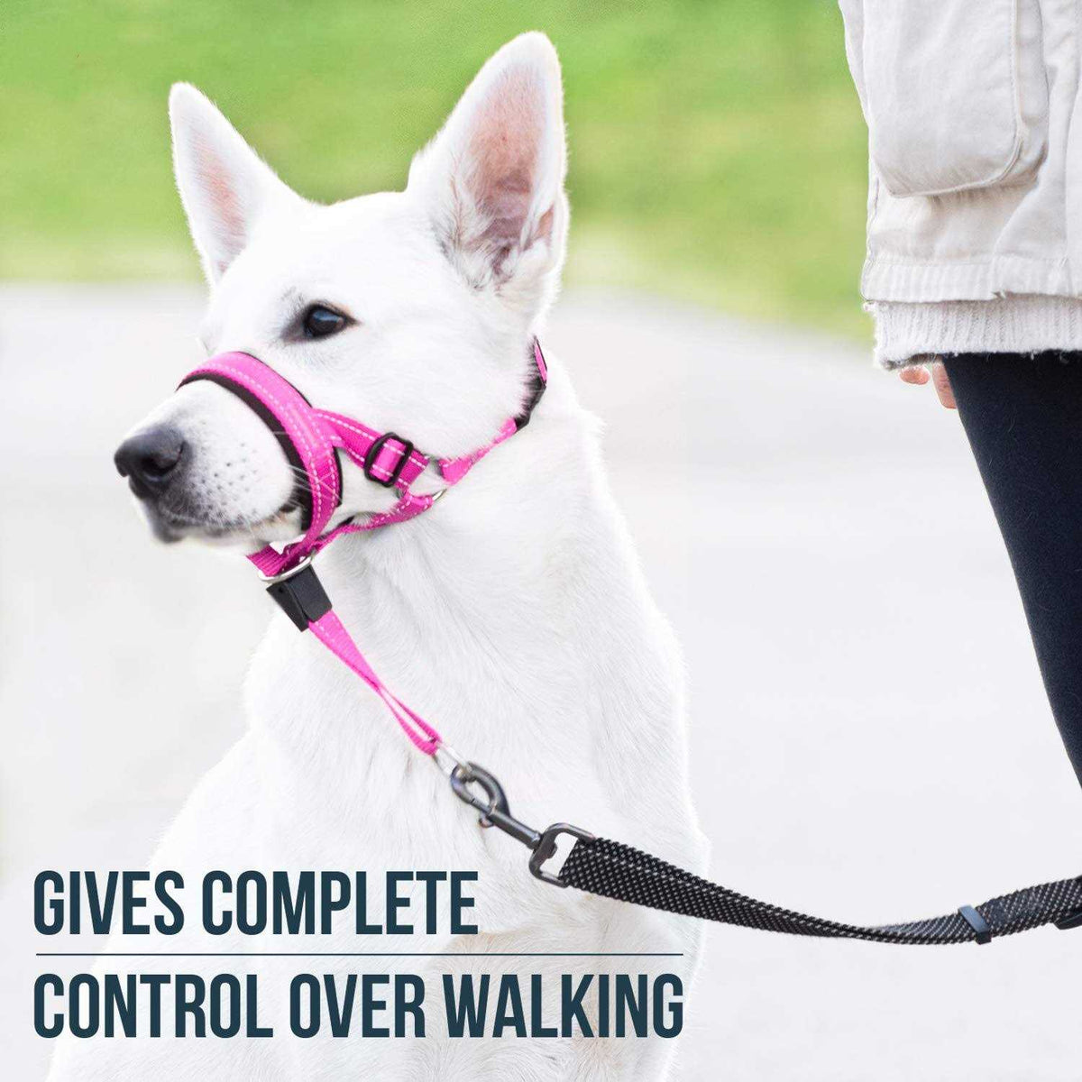 Dog Head Halter with Safety Strap Z29159