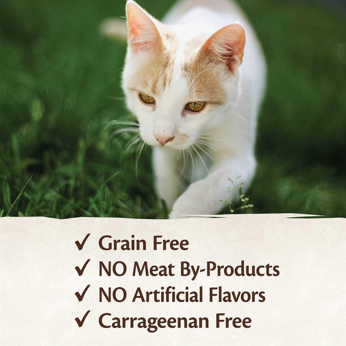 Cat Food B644203