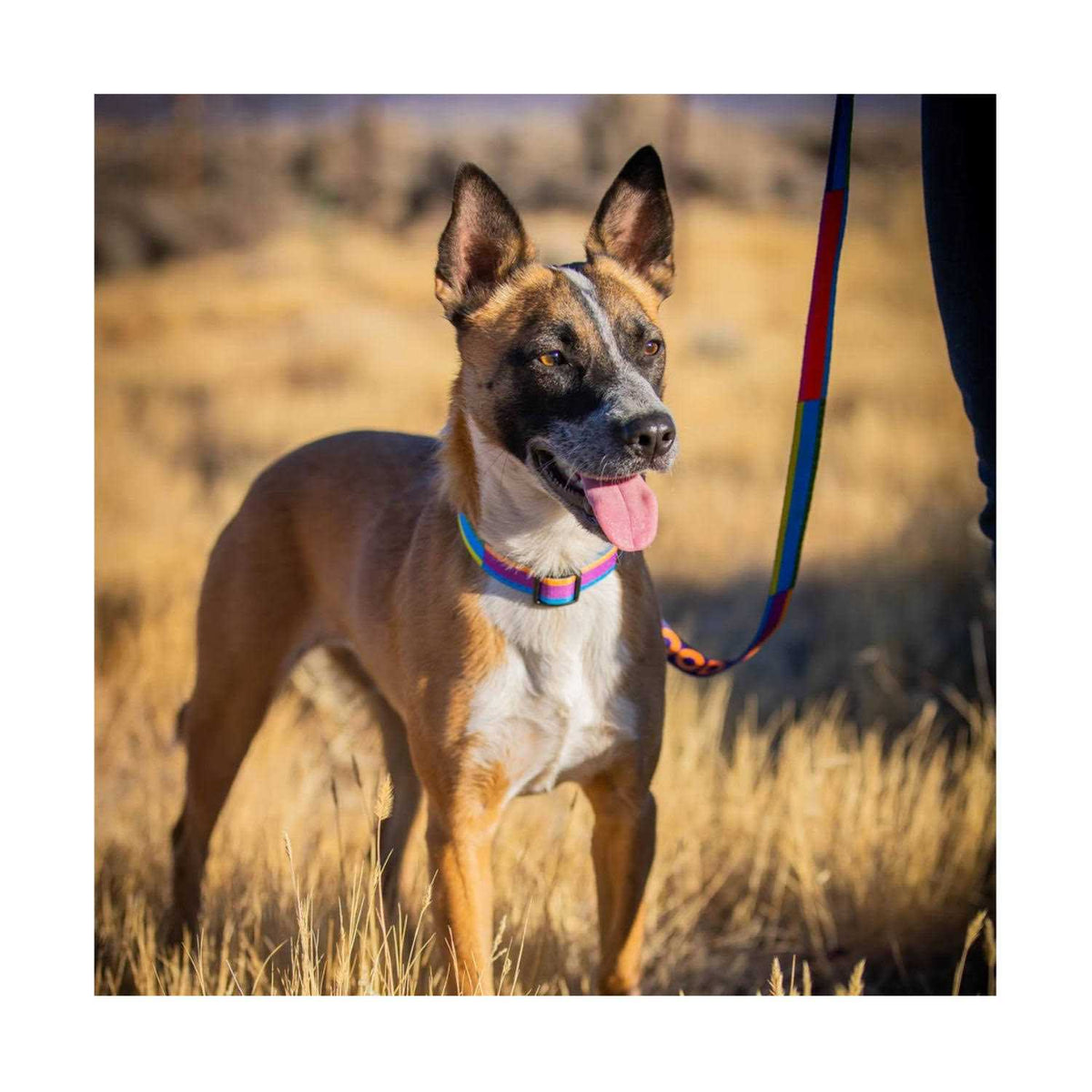 GoodDog Collar U870