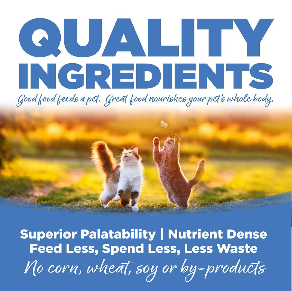 Chicken Salmon Liver Dry Cat & Kitten Food W141