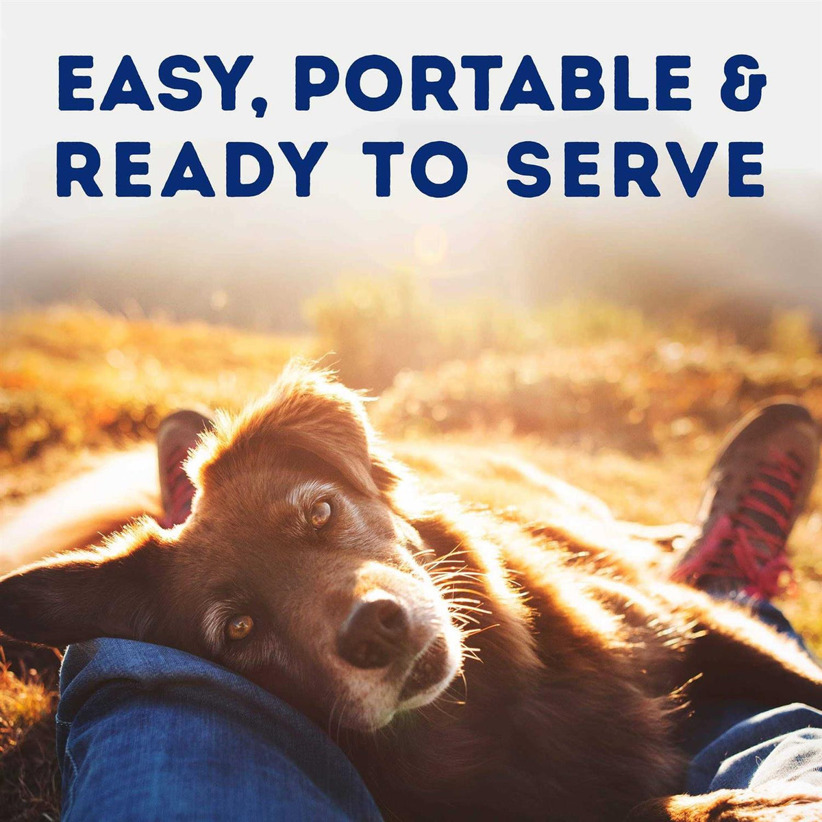 Tender Beef & Potato Recipe Wet Dog Food Q11724