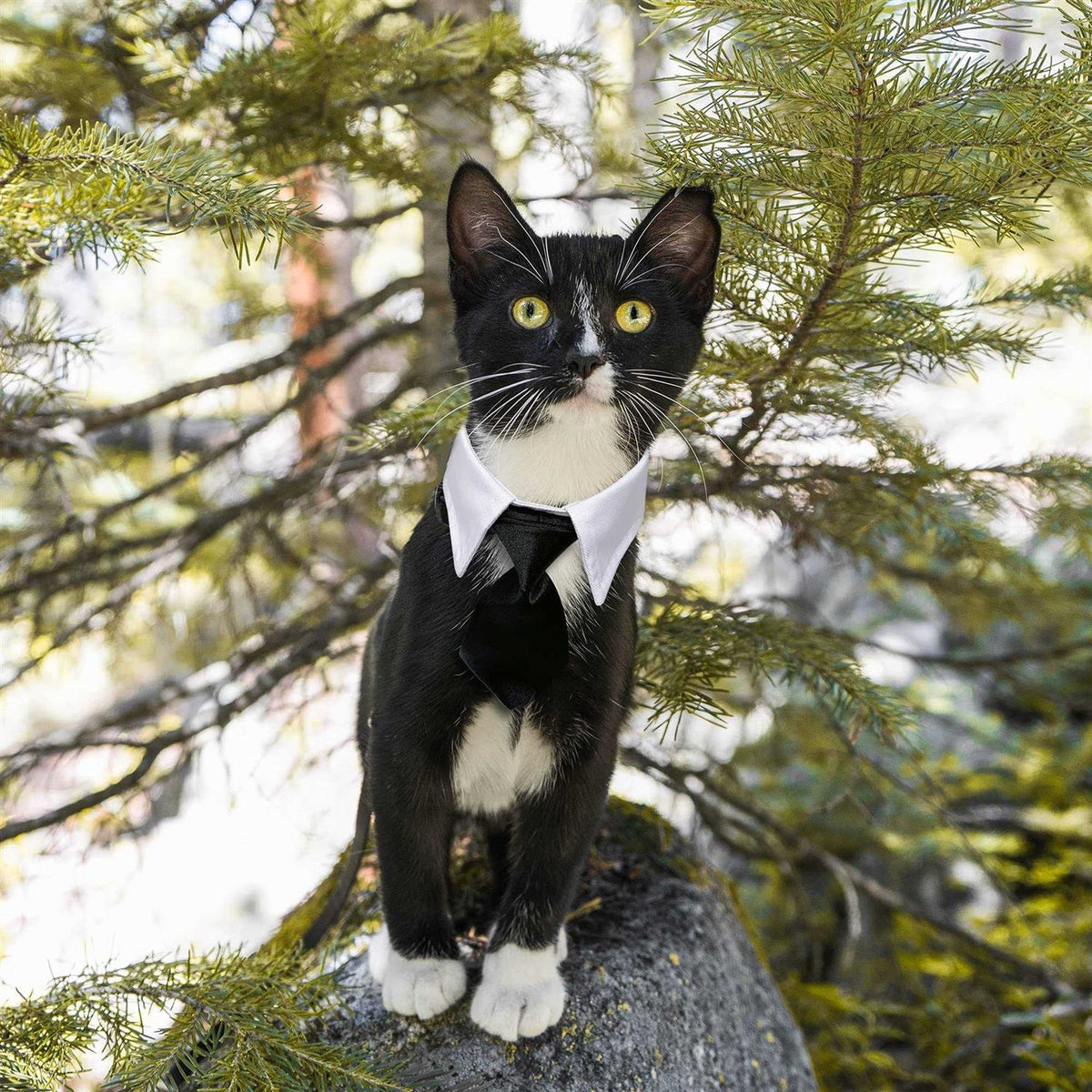 Dog Tuxedo Collar K4398