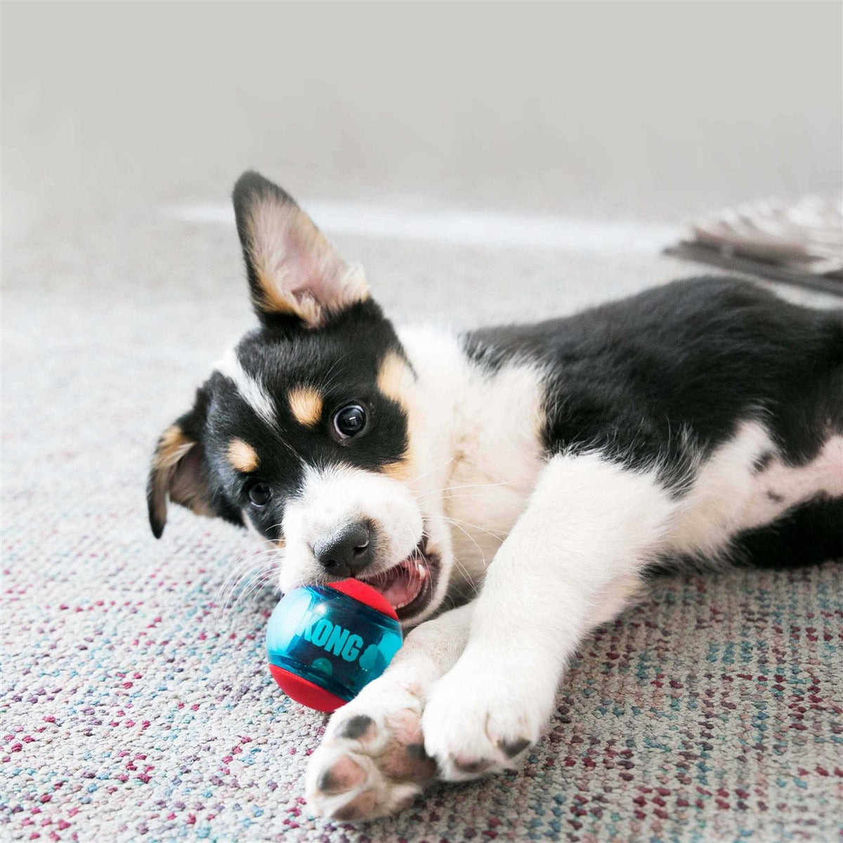 Action Ball Dog Toy U2815
