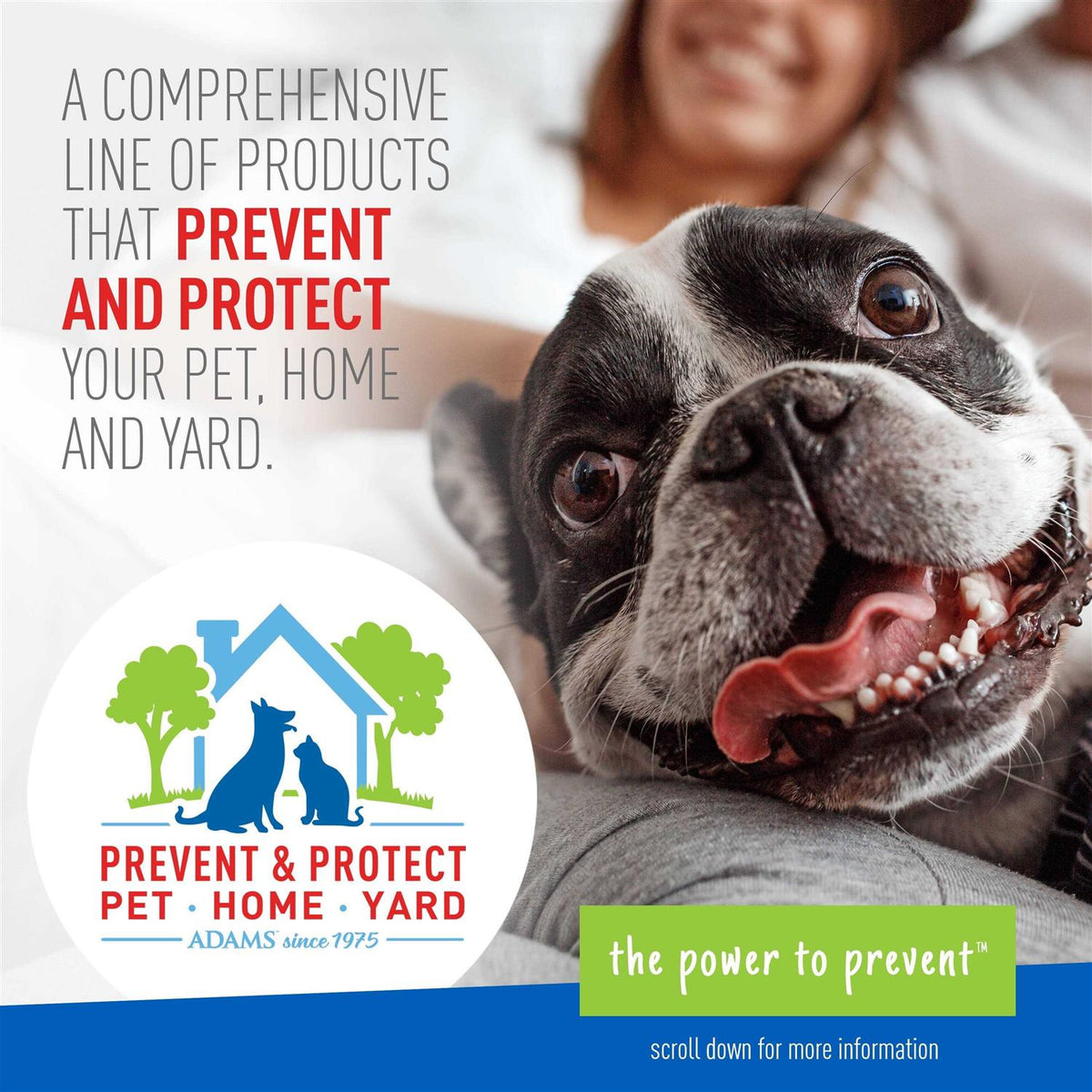 Flea Tick Shampoo K96865
