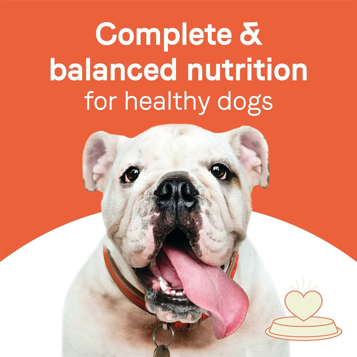 Adult Dry Dog Food Beef and Oatmeal S706850
