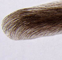 Fake Eyebrows Human Hair Stick on Brownish Black R17048