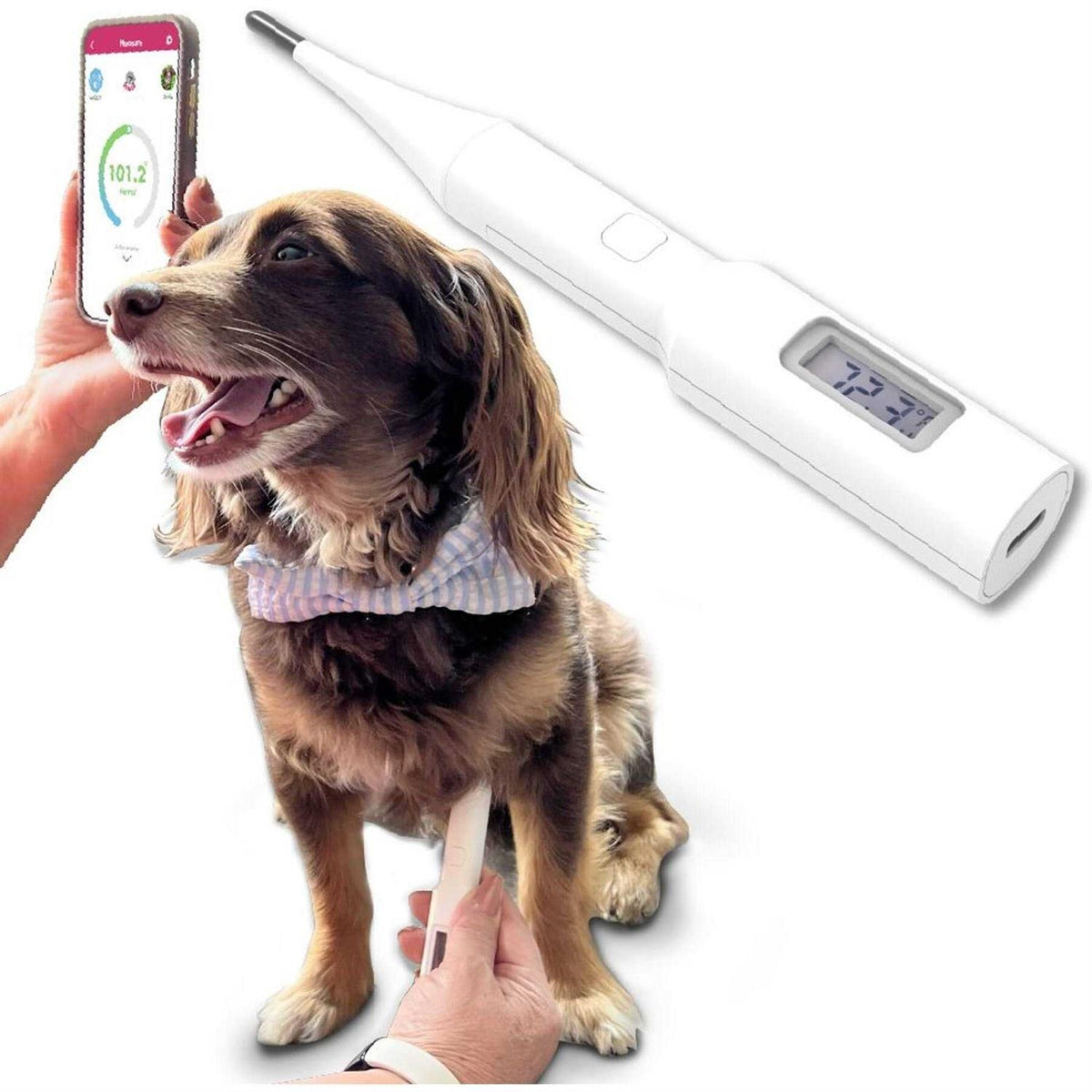 Underarm Pet Thermometer Z9977