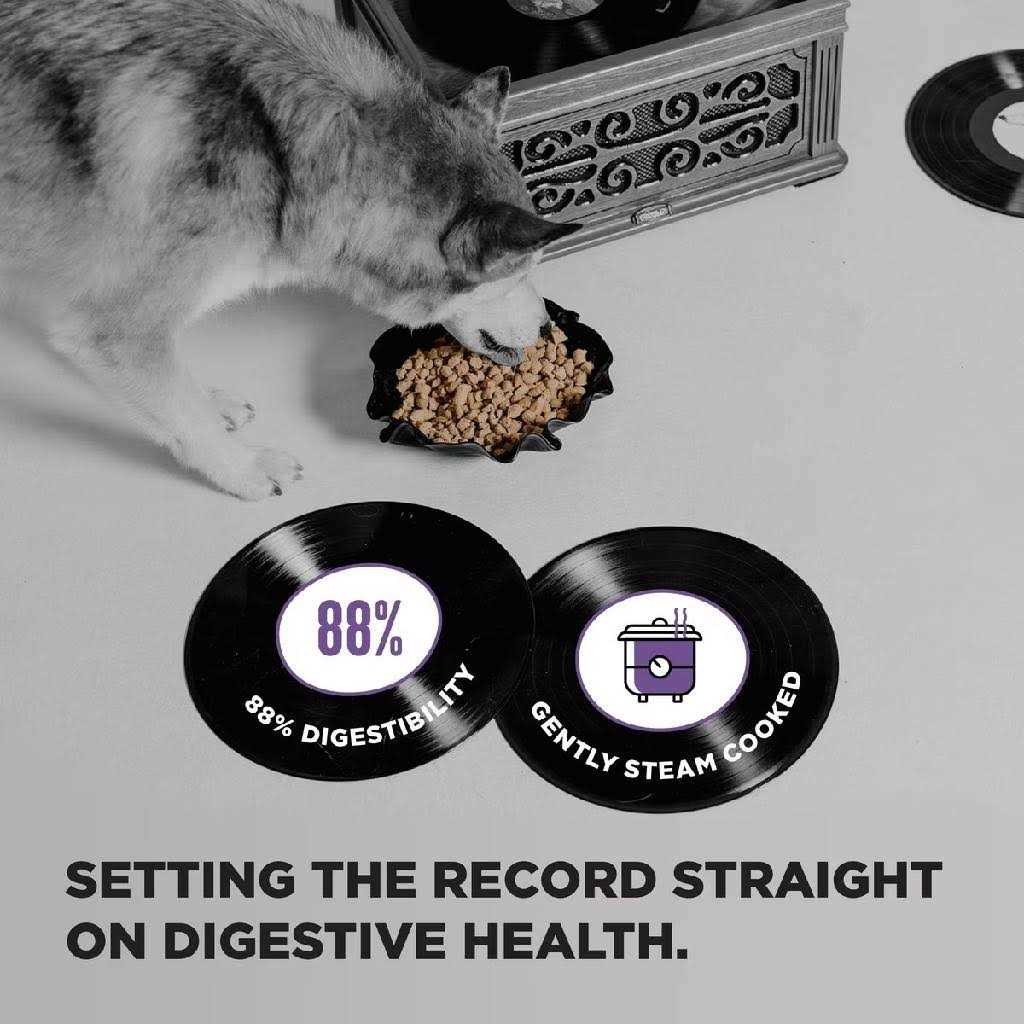 Dog Food Y708