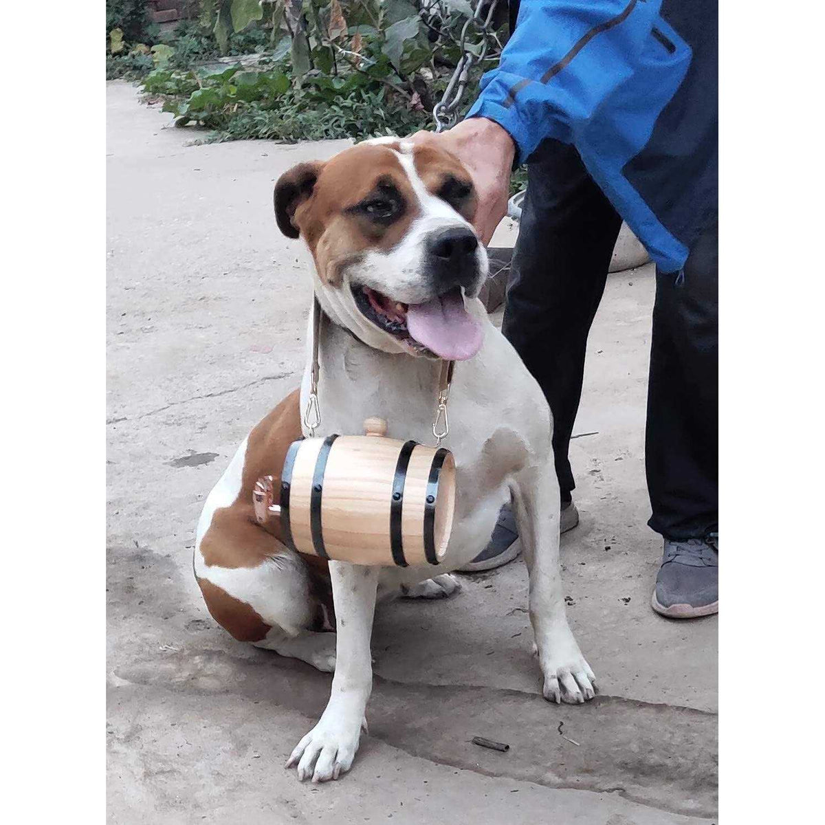 Saint Bernard Barrel Collar 1/2 Liter Size Keg with Adjustable Hoops K5955