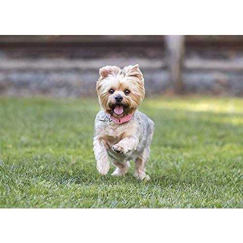 Small Breed Dry Dog Food Turkey J6761