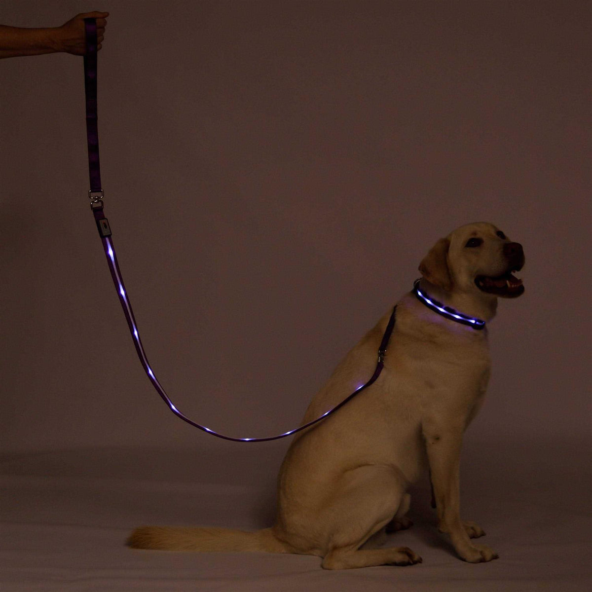 LED Dog Leash USB Rechargeable G51548