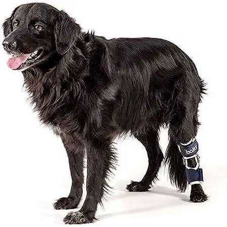 Knee Support for Dogs W152